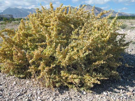 Fourwing Saltbush (Atriplex canescens)