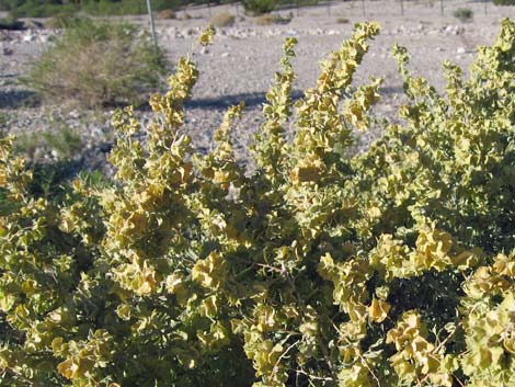 Fourwing Saltbush (Atriplex canescens)