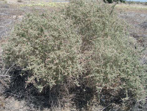 Male flowers