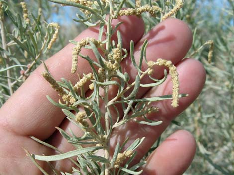 Fourwing Saltbush (Atriplex canescens)