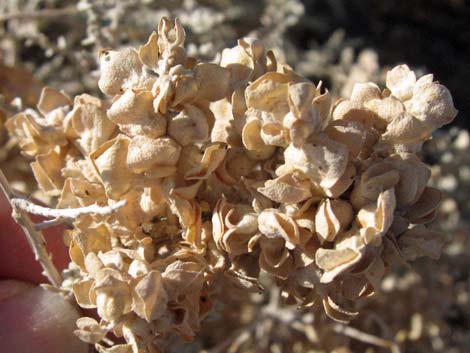 Shadscale Saltbush (Atriplex confertifolia)