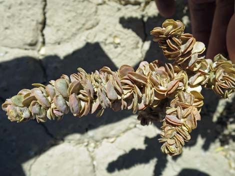 Shadscale Saltbush (Atriplex confertifolia)