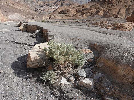 Desert-holly Saltbush (Atriplex hymenelytra)