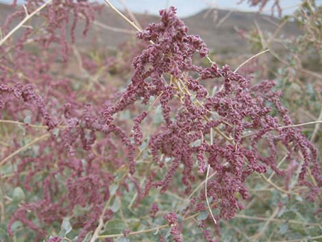 Quailbush (Atriplex lentiformis)