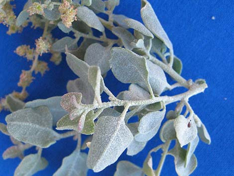 Quailbush (Atriplex lentiformis)