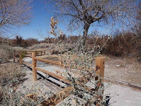 Quailbush (Atriplex lentiformis)