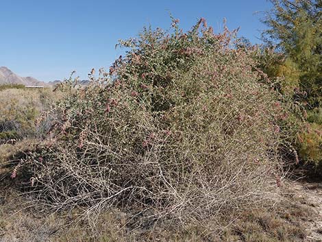 Quailbush (Atriplex lentiformis)