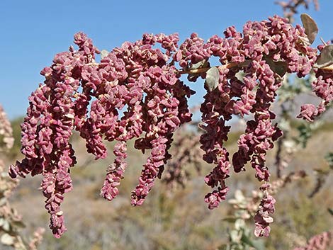 Quailbush (Atriplex lentiformis)