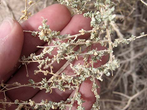 Cattle Saltbush (Atriplex polycarpa)