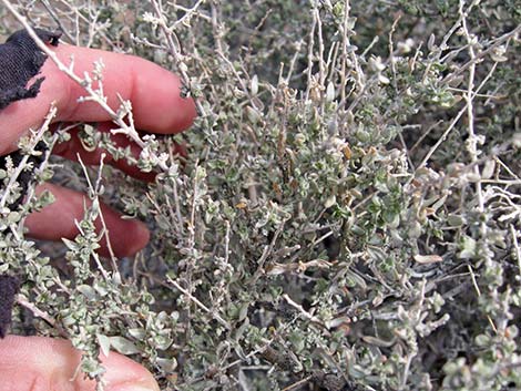 Cattle Saltbush (Atriplex polycarpa)