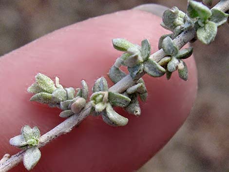 Cattle Saltbush (Atriplex polycarpa)