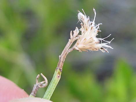 Emory Baccharis (Baccharis emoryi)