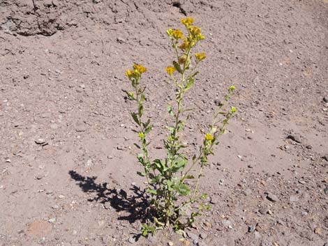 Emory Baccharis (Baccharis emoryi)