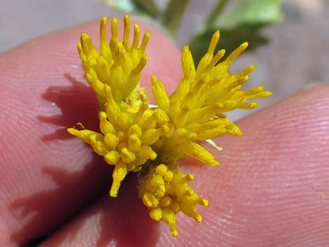 Emory Baccharis (Baccharis emoryi)