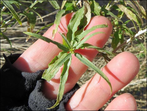 Seep Willow (Baccharis salicifolia)