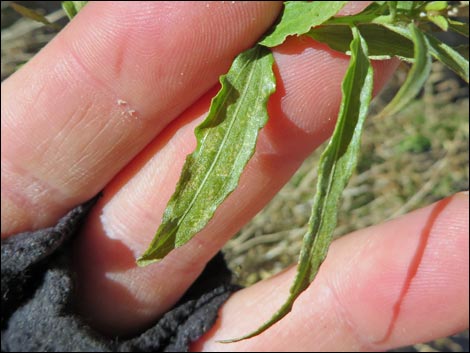 Seep Willow (Baccharis salicifolia)