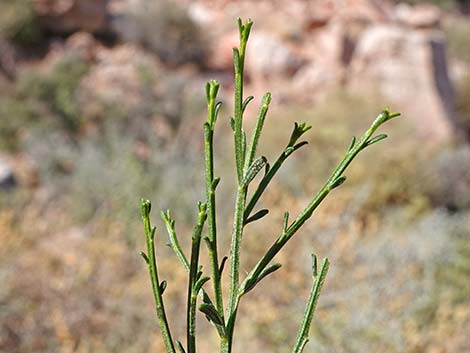 Broom Baccharis (Baccharis sarothroides