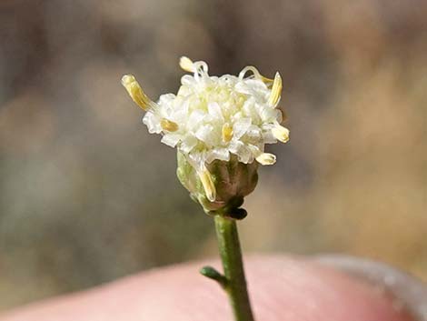 Broom Baccharis (Baccharis sarothroides