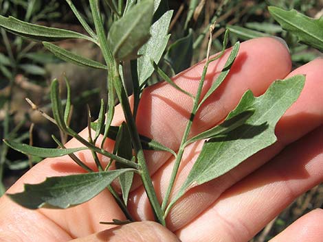 Desert Baccharis (Baccharis sergiloides)