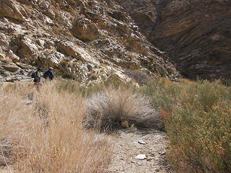 Desert Baccharis (Baccharis sergiloides)