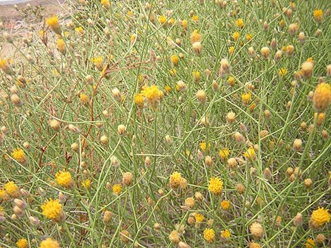 Sweetbush (Bebbia juncea)