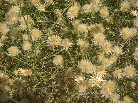 Sweetbush (Bebbia juncea)