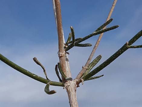 Sweetbush (Bebbia juncea)