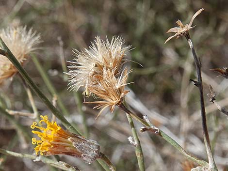 Sweetbush (Bebbia juncea)