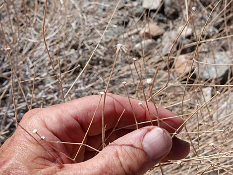 Sweetbush (Bebbia juncea)