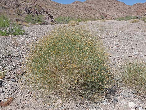 Sweetbush (Bebbia juncea)