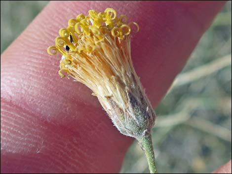 Sweetbush (Bebbia juncea)