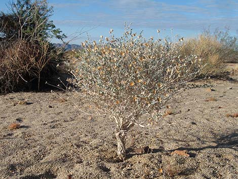 Woolly Brickellbush (Brickellia incana)