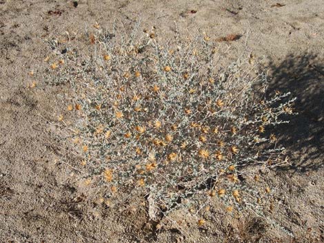 Woolly Brickellbush (Brickellia incana)