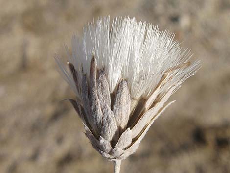 Woolly Brickellbush (Brickellia incana)