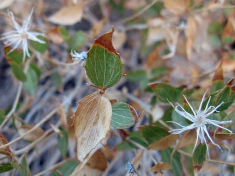 Pungent Brickellbush (Brickellia arguta)