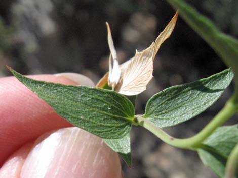 Pungent Brickellbush (Brickellia arguta)