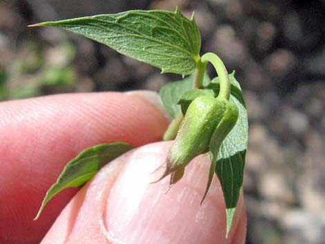 Pungent Brickellbush (Brickellia arguta)