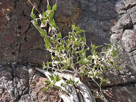 Pungent Brickellbush (Brickellia arguta)