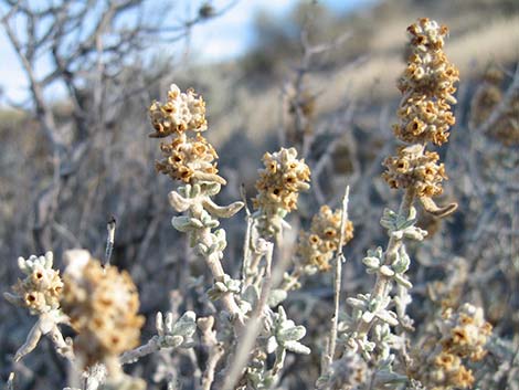 Utah Butterflybush (Buddleja utahensis)