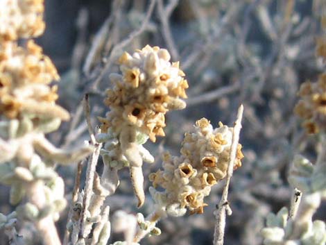 Utah Butterflybush (Buddleja utahensis)