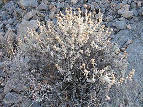 Utah Butterflybush (Buddleja utahensis)