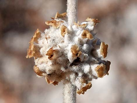 Utah Butterflybush (Buddleja utahensis)