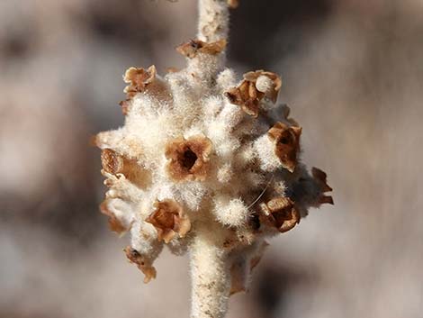 Utah Butterflybush (Buddleja utahensis)