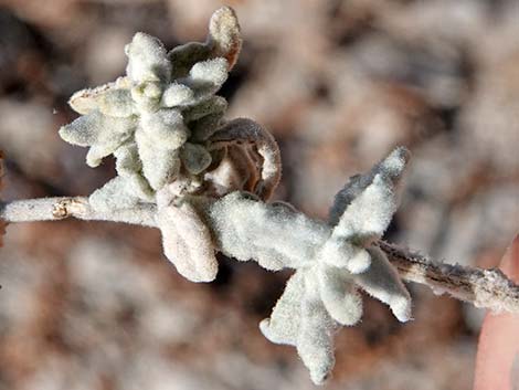 Utah Butterflybush (Buddleja utahensis)