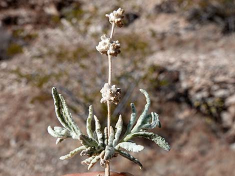 Utah Butterflybush (Buddleja utahensis)