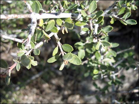 Mojave Ceanothus (Ceanothus greggii var. vestitus)