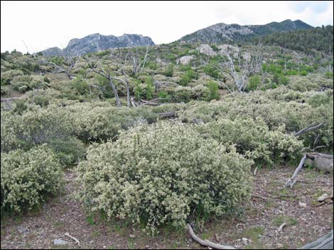 Mojave Ceanothus (Ceanothus greggii var. vestitus)