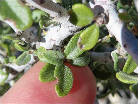 Mojave Ceanothus (Ceanothus greggii var. vestitus)