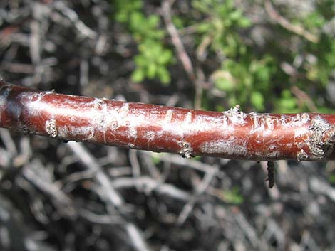 Fernbush (Chamaebatiaria millefolium)