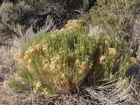 Yellow Rabbitbrush (Chrysothamnus viscidiflorus)